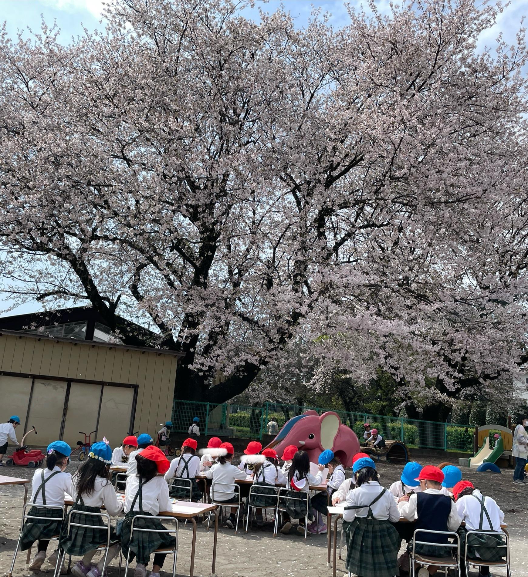 桜の絵🌸